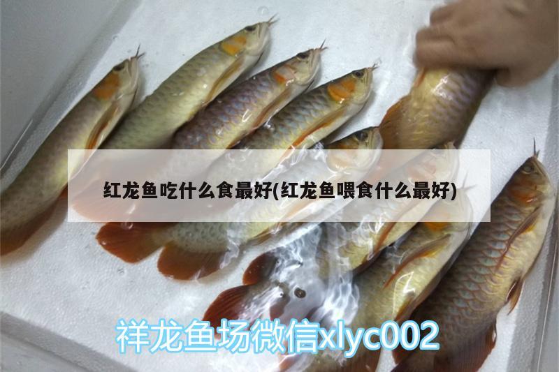 紅龍魚吃什么食最好(紅龍魚喂食什么最好)