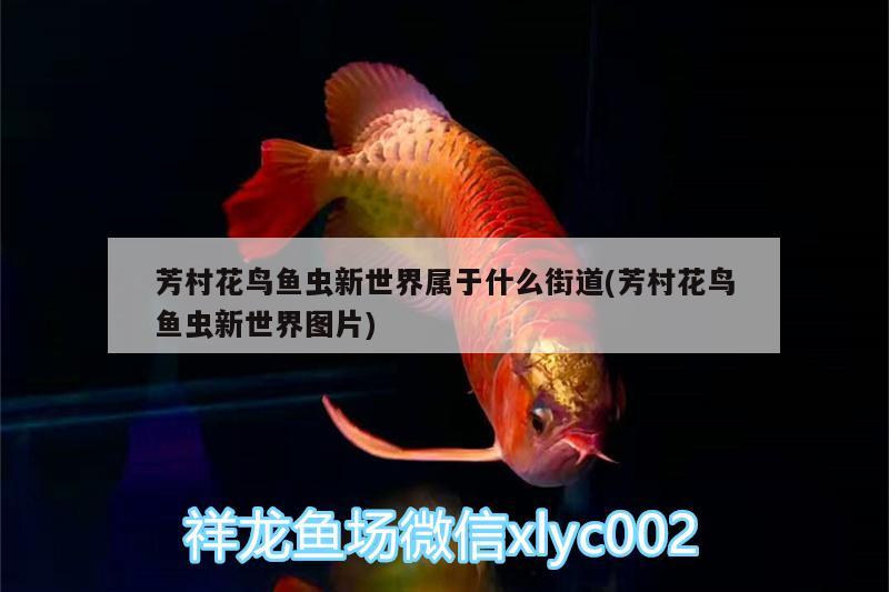 芳村花鳥魚蟲新世界屬于什么街道(芳村花鳥魚蟲新世界圖片)