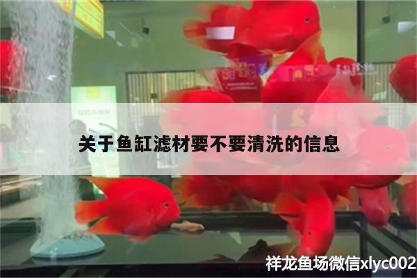 關(guān)于魚缸濾材要不要清洗的信息 水族世界