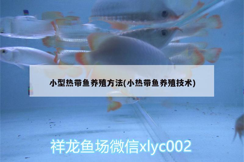 小型熱帶魚養(yǎng)殖方法(小熱帶魚養(yǎng)殖技術(shù))