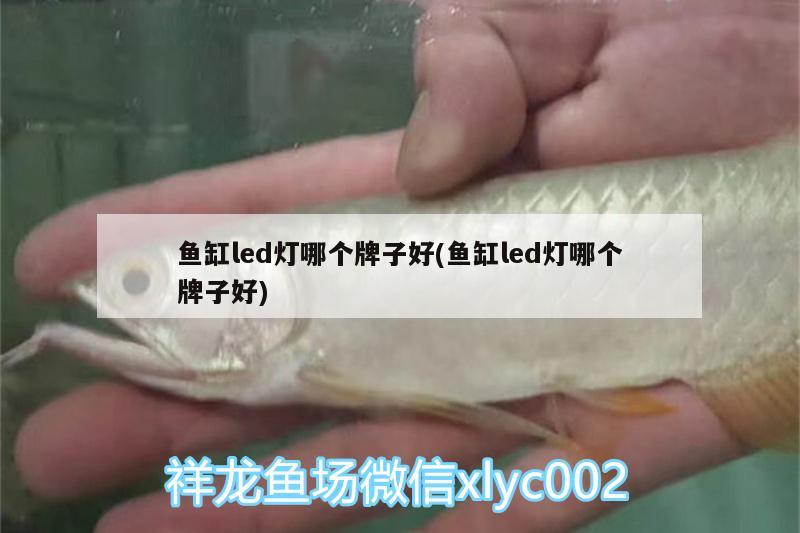 魚(yú)缸led燈哪個(gè)牌子好(魚(yú)缸led燈哪個(gè)牌子好) 紅魔王銀版魚(yú)