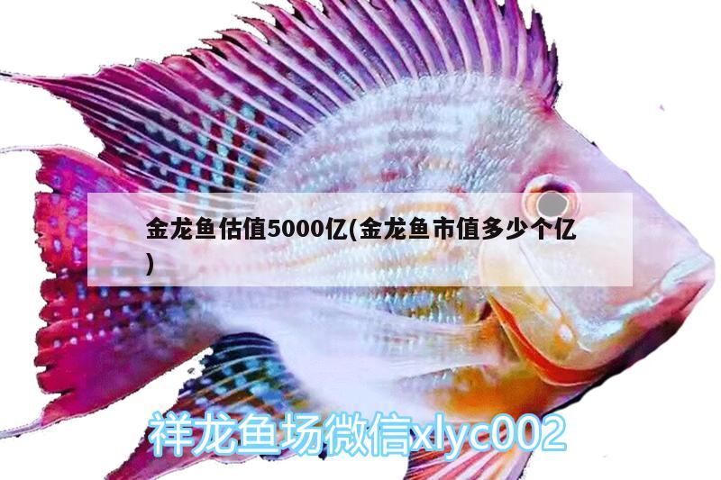 金龍魚估值5000億(金龍魚市值多少個億) 古典過背金龍魚