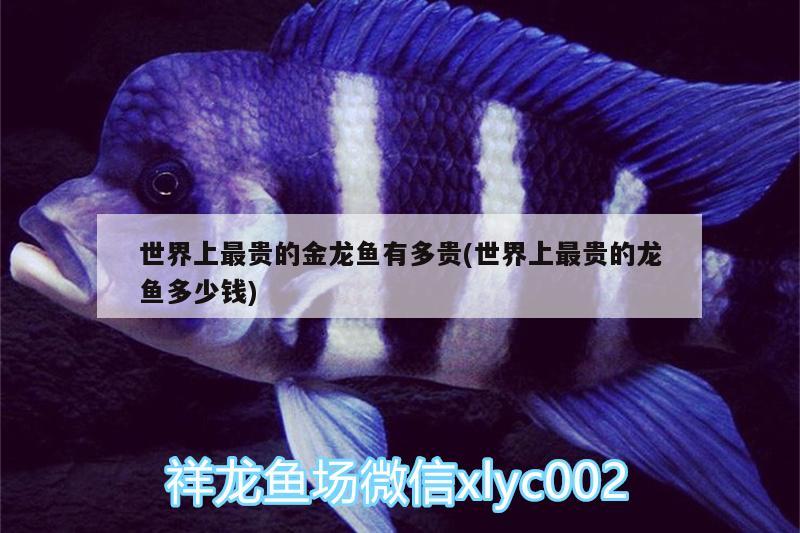 世界上最貴的金龍魚有多貴(世界上最貴的龍魚多少錢) 銀河星鉆魚