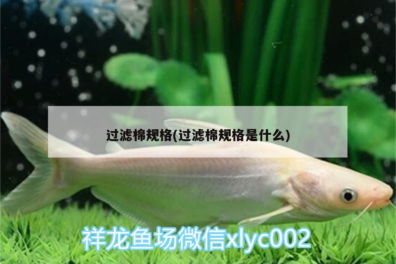 過濾棉規(guī)格(過濾棉規(guī)格是什么) 金老虎魚