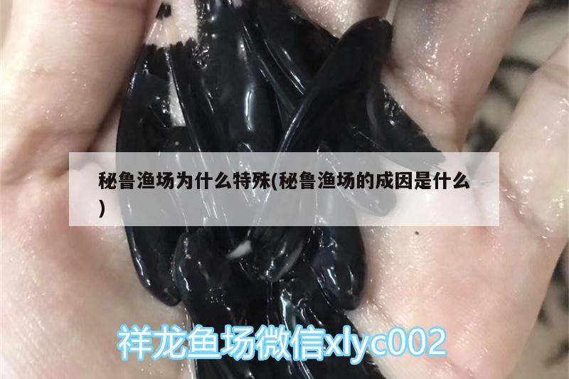 秘魯漁場為什么特殊(秘魯漁場的成因是什么) 馬拉莫寶石魚苗