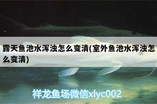 露天魚池水渾濁怎么變清(室外魚池水渾濁怎么變清) 廣州水族批發(fā)市場