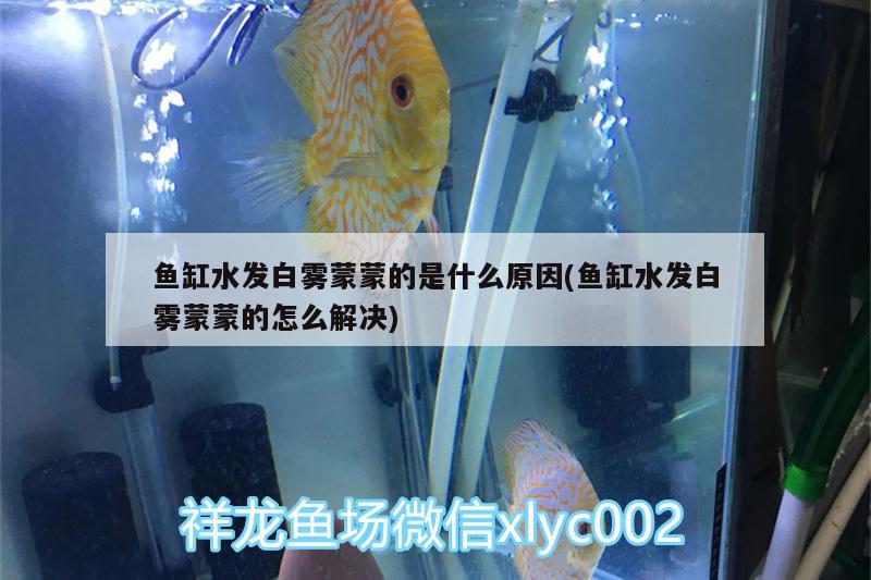 魚缸水發(fā)白霧蒙蒙的是什么原因(魚缸水發(fā)白霧蒙蒙的怎么解決)