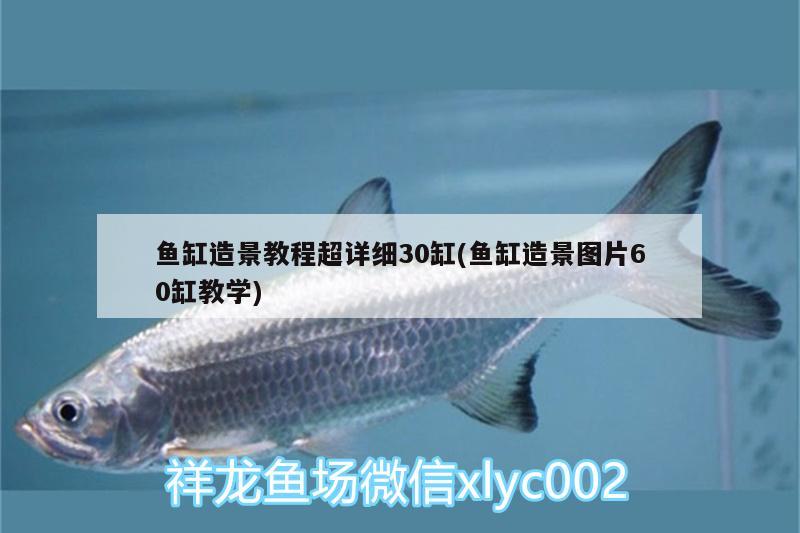 魚缸造景教程超詳細(xì)30缸(魚缸造景圖片60缸教學(xué))