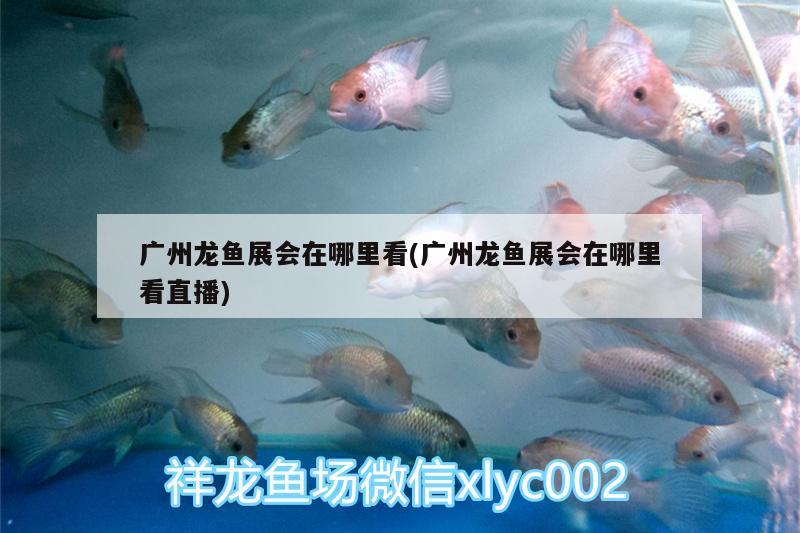 廣州龍魚展會(huì)在哪里看(廣州龍魚展會(huì)在哪里看直播)