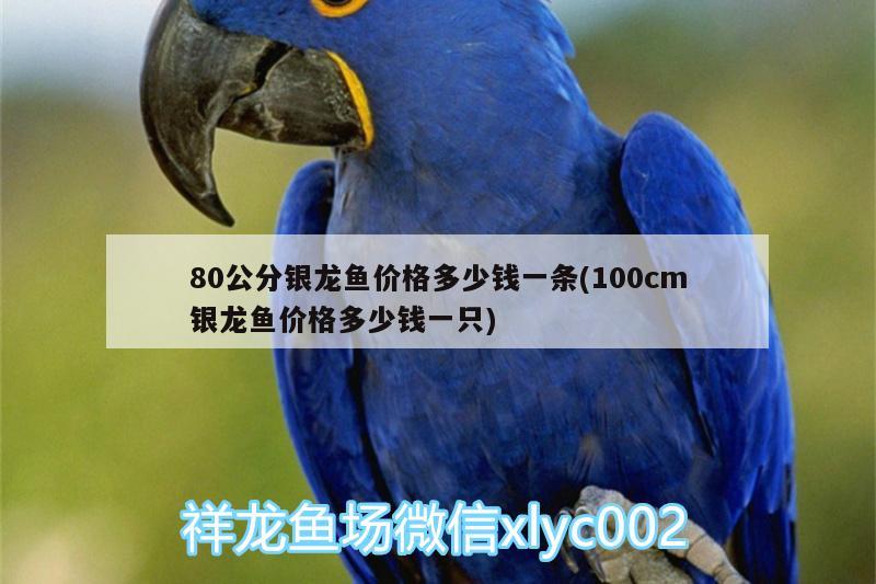 80公分銀龍魚價(jià)格多少錢一條(100cm銀龍魚價(jià)格多少錢一只)