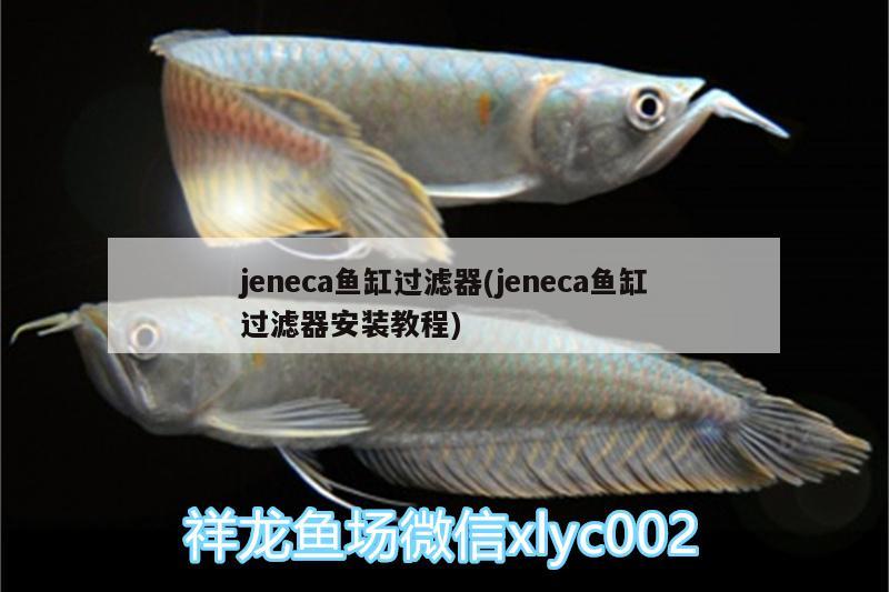 jeneca魚缸過濾器(jeneca魚缸過濾器安裝教程) 金老虎魚