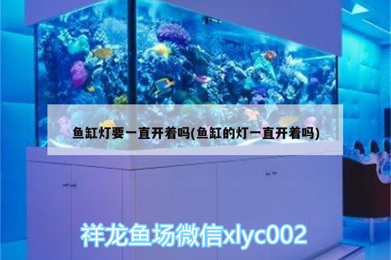 魚缸燈要一直開著嗎(魚缸的燈一直開著嗎) 廣州水族器材濾材批發(fā)市場