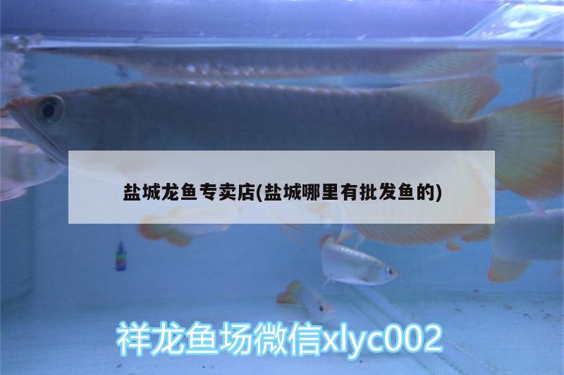 鹽城龍魚專賣店(鹽城哪里有批發(fā)魚的)