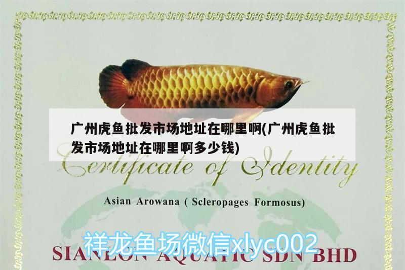 廣州虎魚批發(fā)市場地址在哪里啊(廣州虎魚批發(fā)市場地址在哪里啊多少錢) 虎魚百科