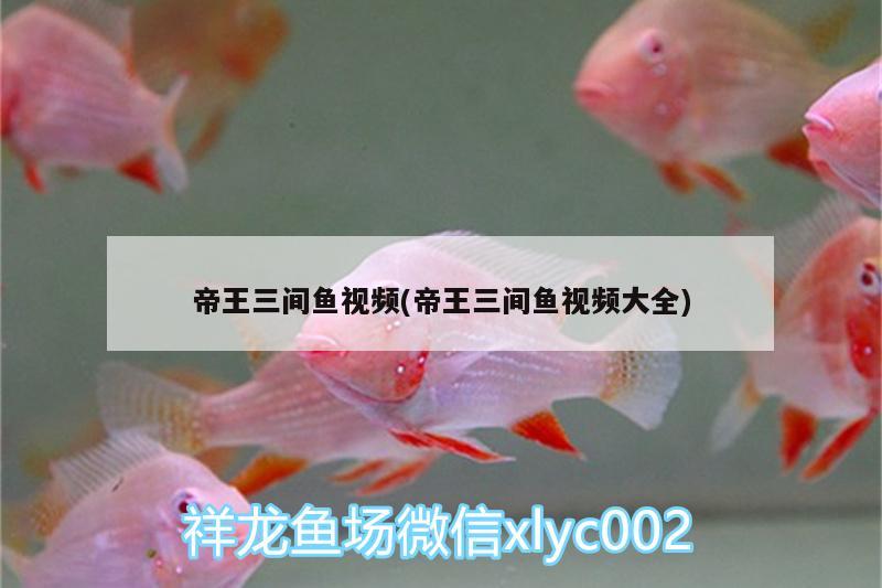 帝王三間魚視頻(帝王三間魚視頻大全) 帝王三間魚