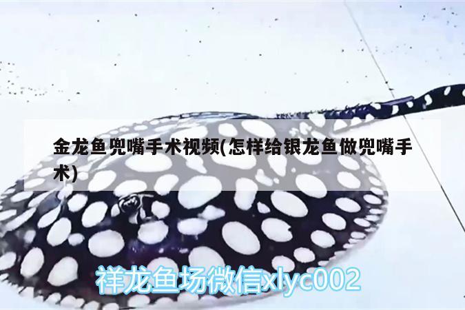 金龍魚兜嘴手術(shù)視頻(怎樣給銀龍魚做兜嘴手術(shù))