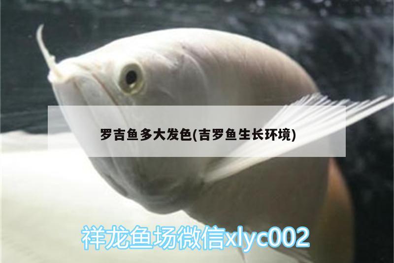 羅吉魚多大發(fā)色(吉羅魚生長(zhǎng)環(huán)境)