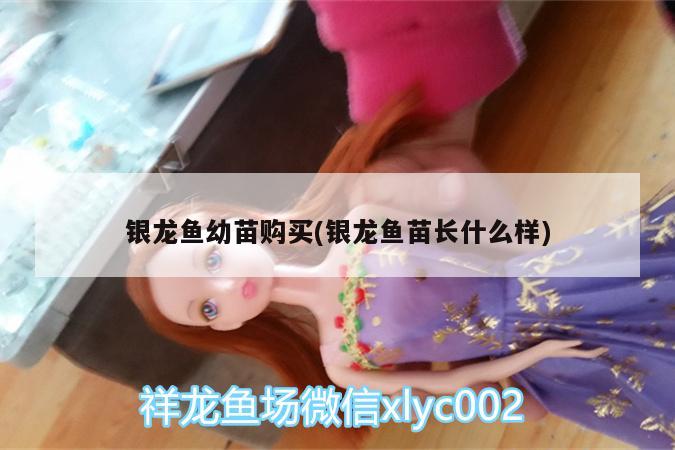 銀龍魚幼苗購(gòu)買(銀龍魚苗長(zhǎng)什么樣)