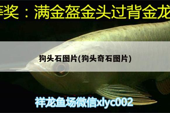 狗頭石圖片(狗頭奇石圖片) 申古三間魚