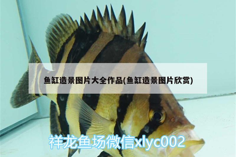 魚缸造景圖片大全作品(魚缸造景圖片欣賞) 觀賞魚魚苗