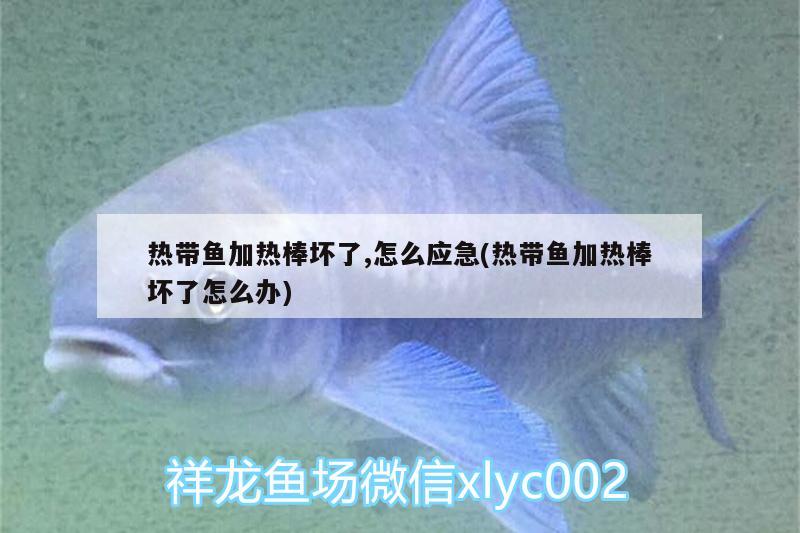 熱帶魚加熱棒壞了,怎么應(yīng)急(熱帶魚加熱棒壞了怎么辦)