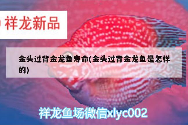 金頭過(guò)背金龍魚(yú)壽命(金頭過(guò)背金龍魚(yú)是怎樣的)