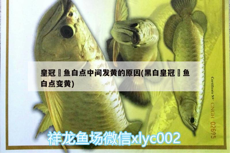 皇冠魟魚白點(diǎn)中間發(fā)黃的原因(黑白皇冠魟魚白點(diǎn)變黃)