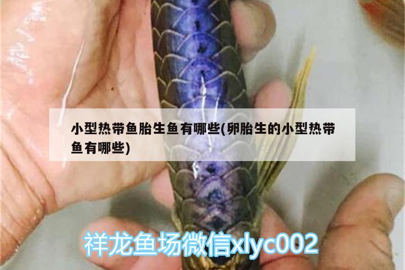 小型熱帶魚(yú)胎生魚(yú)有哪些(卵胎生的小型熱帶魚(yú)有哪些)