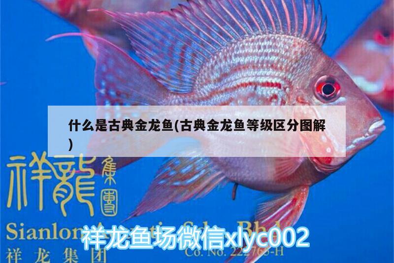 什么是古典金龍魚(古典金龍魚等級(jí)區(qū)分圖解)