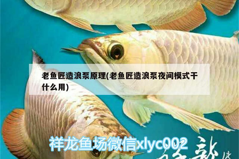 老魚匠造浪泵原理(老魚匠造浪泵夜間模式干什么用)