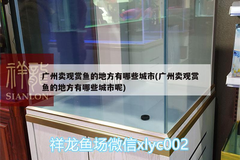 廣州賣觀賞魚的地方有哪些城市(廣州賣觀賞魚的地方有哪些城市呢)