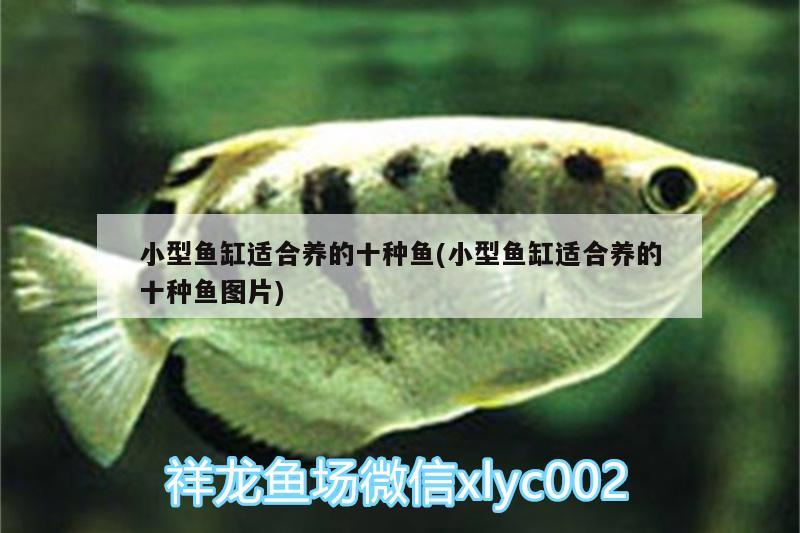 小型魚缸適合養(yǎng)的十種魚(小型魚缸適合養(yǎng)的十種魚圖片)