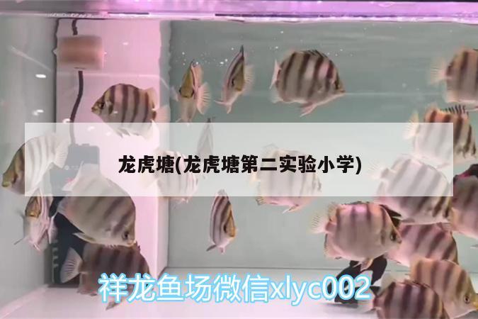 龍虎塘(龍虎塘第二實(shí)驗(yàn)小學(xué)) 祥龍龍魚魚糧