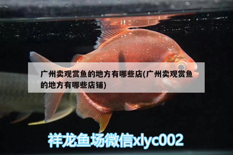 廣州賣(mài)觀賞魚(yú)的地方有哪些店(廣州賣(mài)觀賞魚(yú)的地方有哪些店鋪)