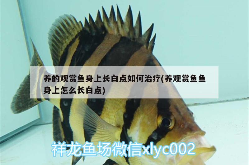 養(yǎng)的觀賞魚身上長白點如何治療(養(yǎng)觀賞魚魚身上怎么長白點)