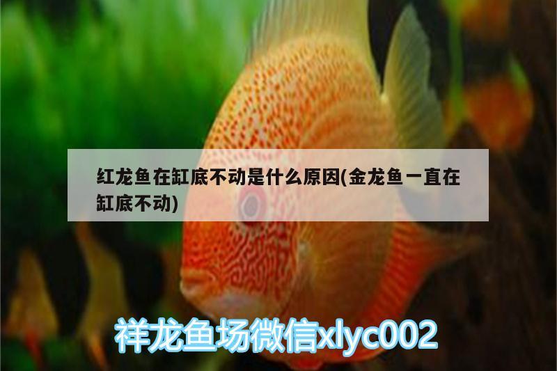 紅龍魚在缸底不動是什么原因(金龍魚一直在缸底不動) 野彩魚