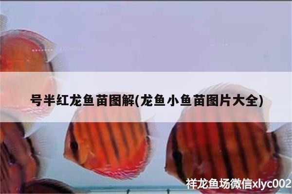 號半紅龍魚苗圖解(龍魚小魚苗圖片大全)