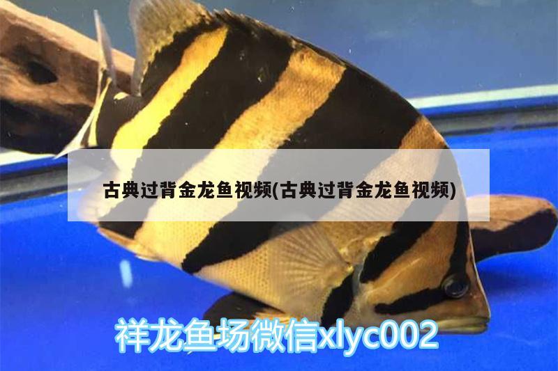 古典過背金龍魚視頻(古典過背金龍魚視頻)