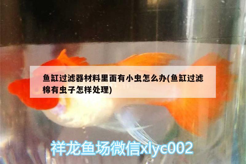 魚缸過濾器材料里面有小蟲怎么辦(魚缸過濾棉有蟲子怎樣處理)