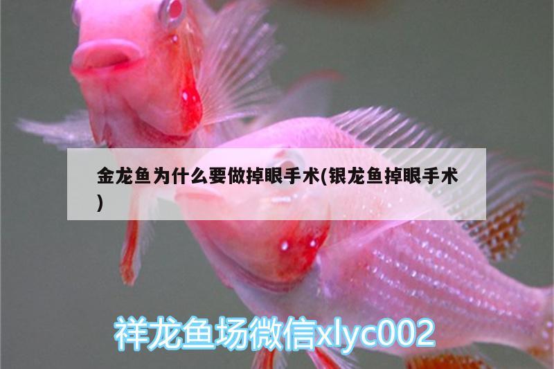 金龍魚為什么要做掉眼手術(銀龍魚掉眼手術) 銀龍魚 第1張