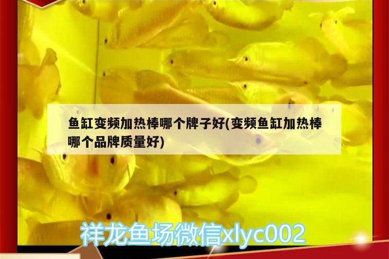 魚缸變頻加熱棒哪個牌子好(變頻魚缸加熱棒哪個品牌質(zhì)量好) 財神鸚鵡魚 第1張