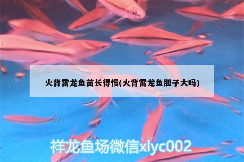 火背雷龍魚苗長得慢(火背雷龍魚膽子大嗎) 魟魚百科