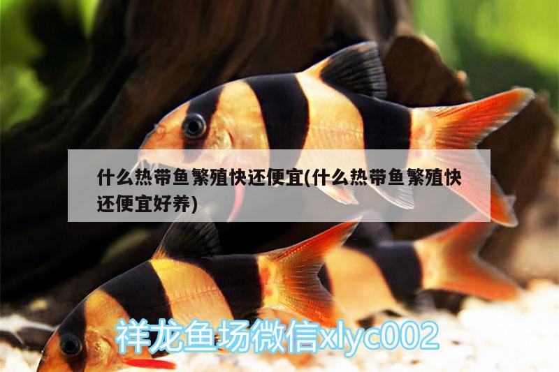 什么熱帶魚繁殖快還便宜(什么熱帶魚繁殖快還便宜好養(yǎng))