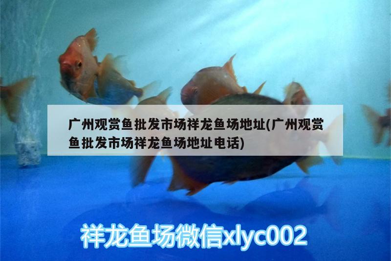 廣州觀賞魚(yú)批發(fā)市場(chǎng)祥龍魚(yú)場(chǎng)地址(廣州觀賞魚(yú)批發(fā)市場(chǎng)祥龍魚(yú)場(chǎng)地址電話) 觀賞魚(yú)批發(fā) 第2張