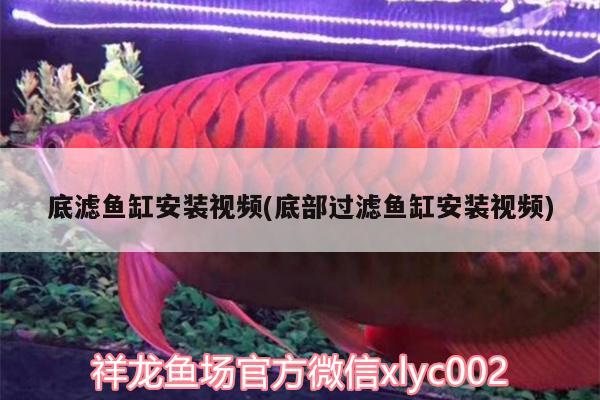 底濾魚缸安裝視頻(底部過濾魚缸安裝視頻)