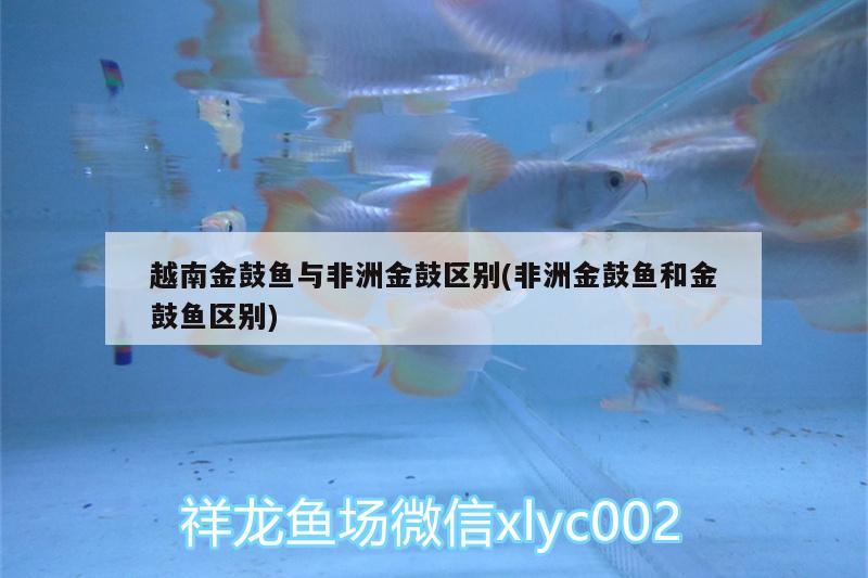 越南金鼓魚(yú)與非洲金鼓區(qū)別(非洲金鼓魚(yú)和金鼓魚(yú)區(qū)別) 非洲金鼓魚(yú)