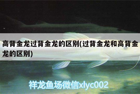 高背金龍過背金龍的區(qū)別(過背金龍和高背金龍的區(qū)別) 非洲金鼓魚