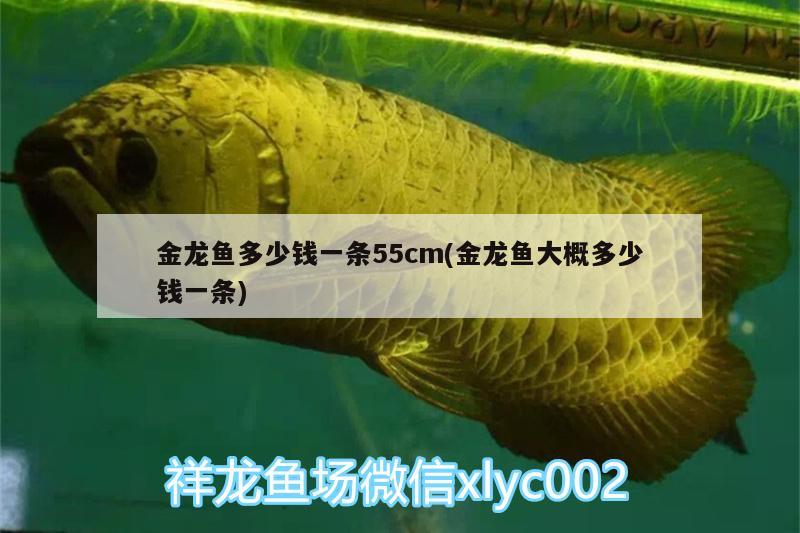 金龍魚多少錢一條55cm(金龍魚大概多少錢一條) 成吉思汗鯊（球鯊）魚