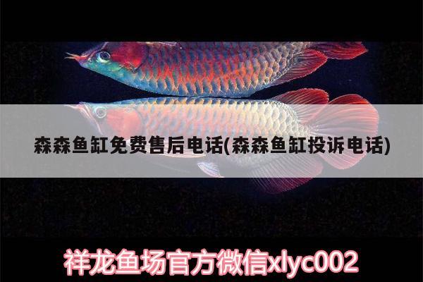 森森魚缸免費售后電話(森森魚缸投訴電話) 球鯊魚