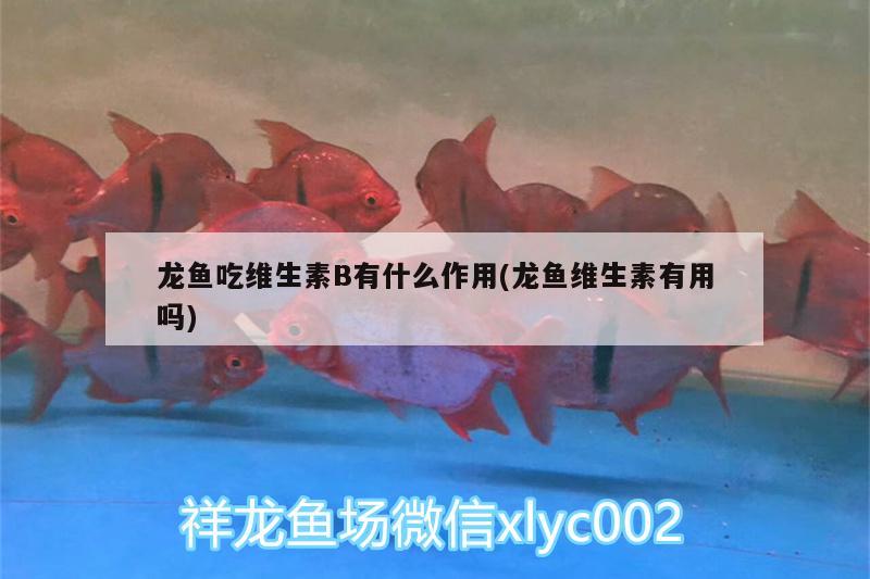 龍魚吃維生素B有什么作用(龍魚維生素有用嗎)